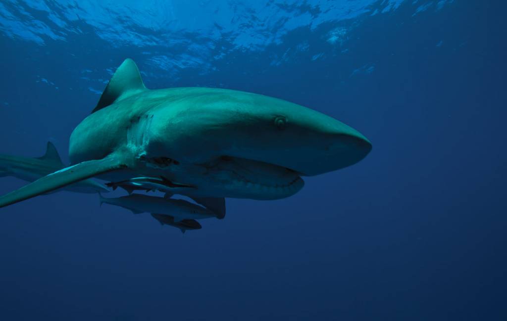 Reserva Especial de Maputo