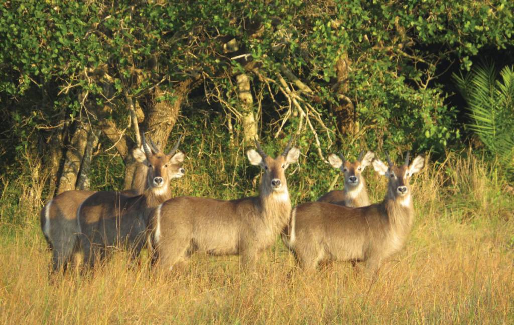 Reserva Especial de Maputo