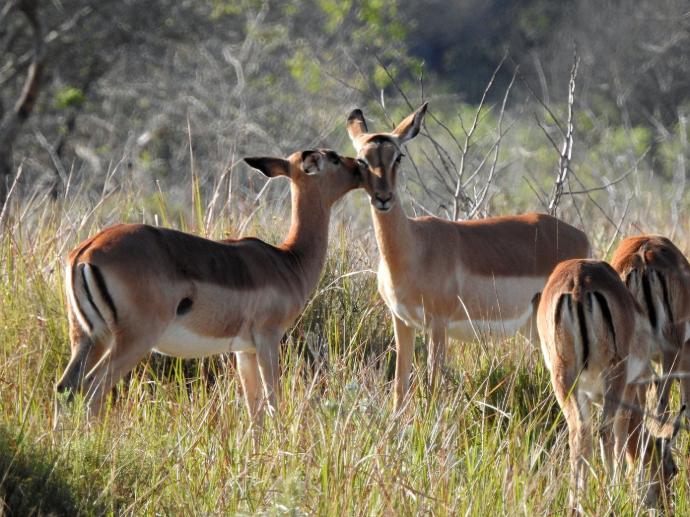 Reserva Especial de Maputo